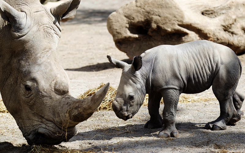 zoo-dublin-01