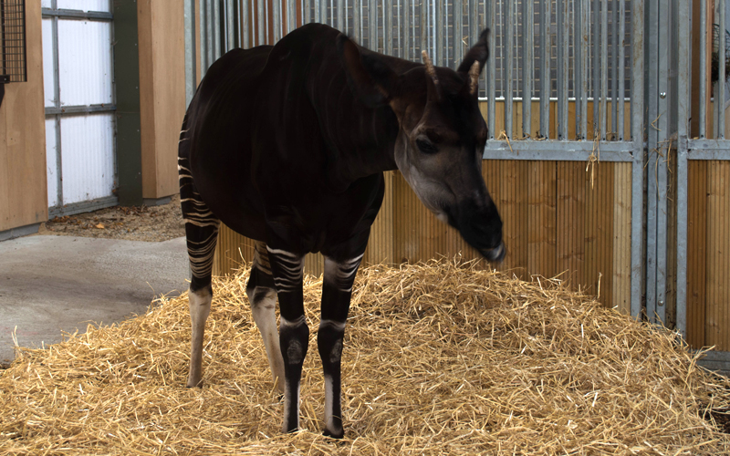 zoo-dublin-03