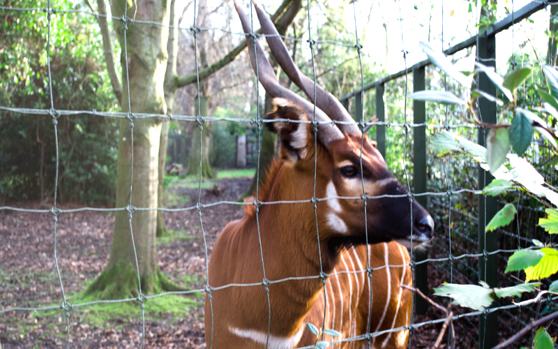 zoo-dublin-04