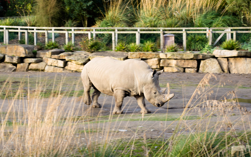 zoo-dublin-06