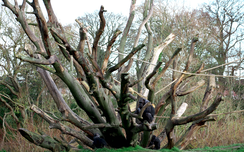 zoo-dublin-07