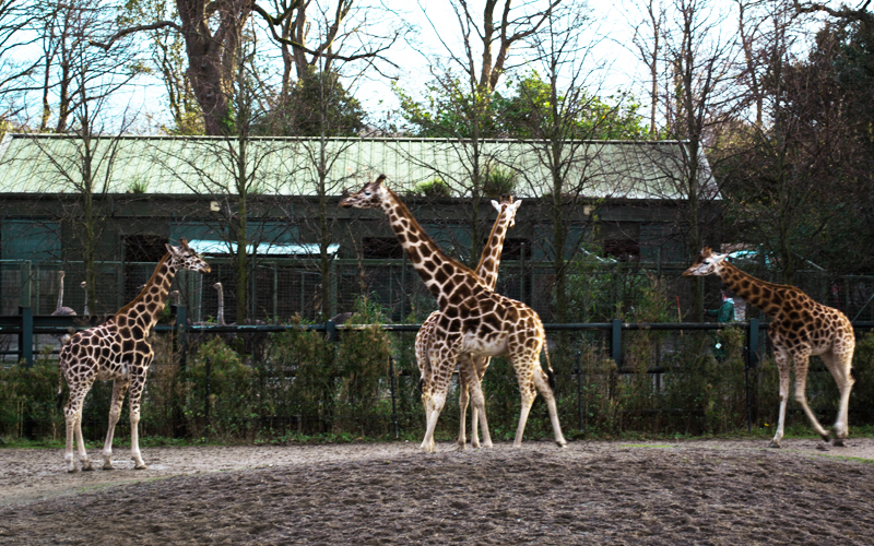 zoo-dublin-08